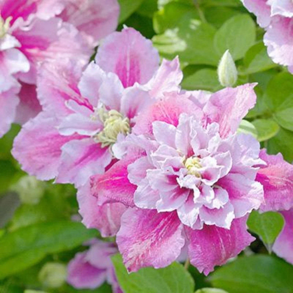 25 Double Pink White Clematis Seeds | Perennial Flower Seeds | Clematis spp. | Attractive for Trellises & Pollinators