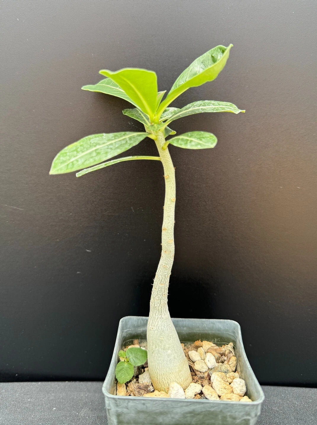 Desert Rose Plant - 2.5" Adenium obesum 'Merrylynn's Pink' - Rare Succulent with Pink Flowers - Indoor/Outdoor Gardening