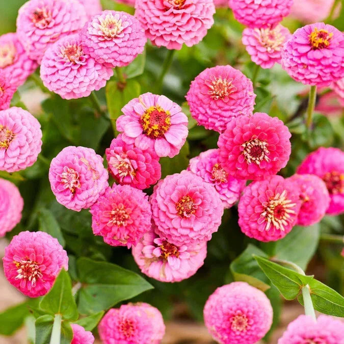 Lilliput Rose Zinnia Seeds - 100+ Pack - Vibrant Pink Blooms - Zinnia elegans - Garden Planting - USA Free Shipping