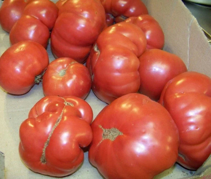 Heirloom Tomato Seeds - 38 Seeds - Manitoba Variety - Solanum lycopersicum - Non-GMO - 60 Days to Harvest
