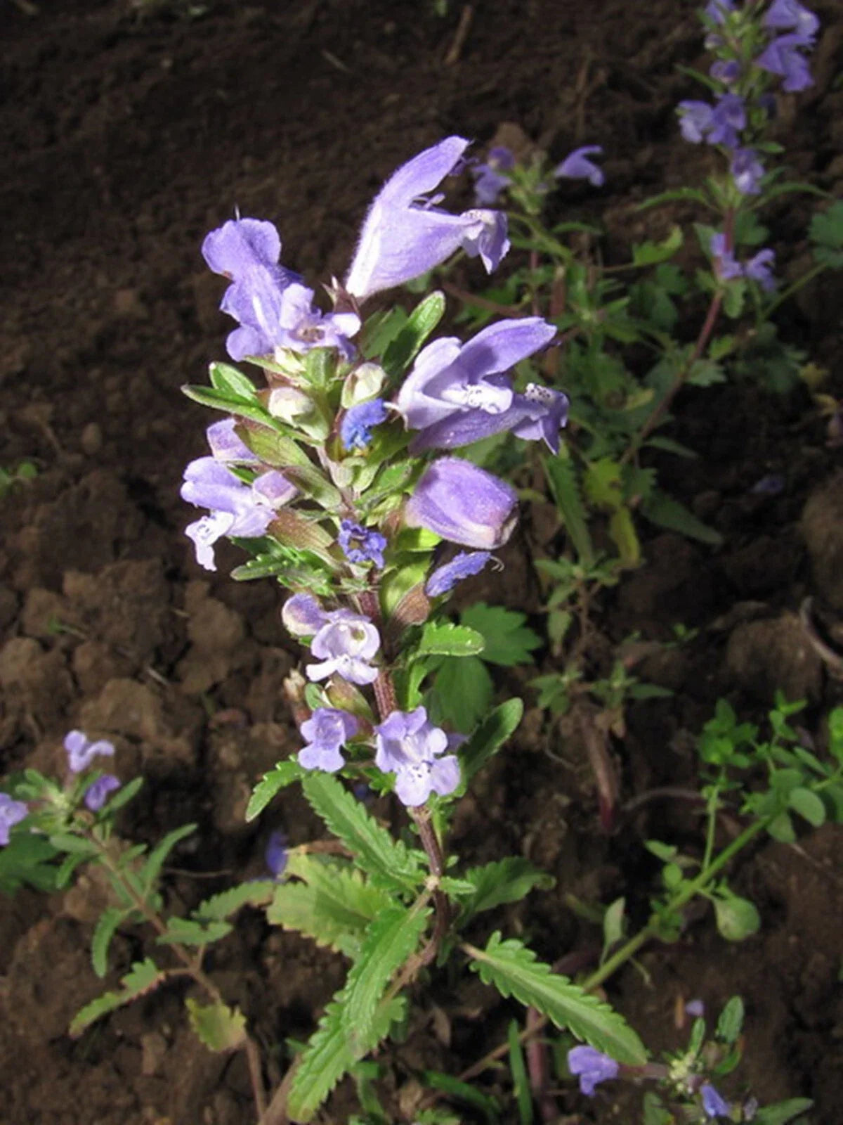 Moldavian Dragon's Head Seeds - 50+ Showy Herbal Seeds - Dracocephalum moldavica