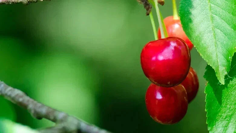 North Star Cherry Seeds - 10+ Pack - Prunus cerasus 'North Star' - USA Grown, Non-GMO for Home Gardening