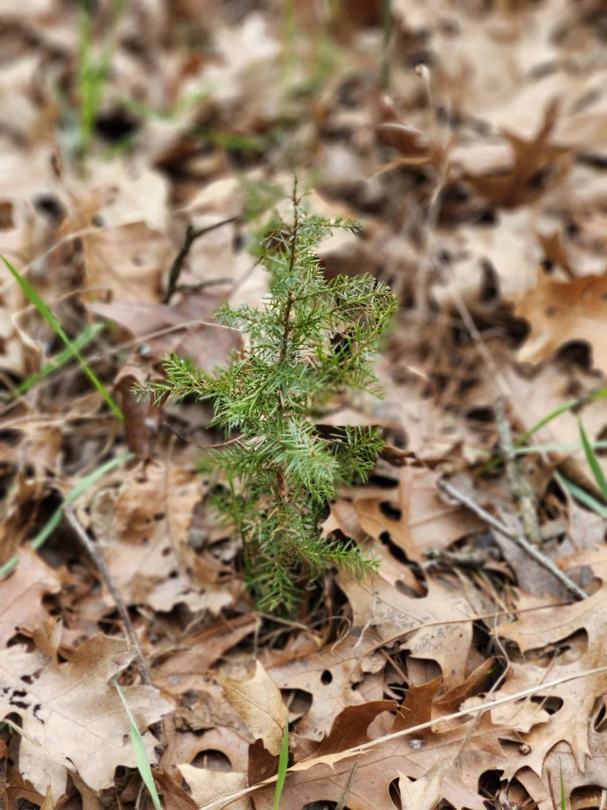 Eastern Red Cedar Seedlings - Bare Root - Juniperus Virginiana - 5-8 Inches - Native Landscaping Trees for Wildlife