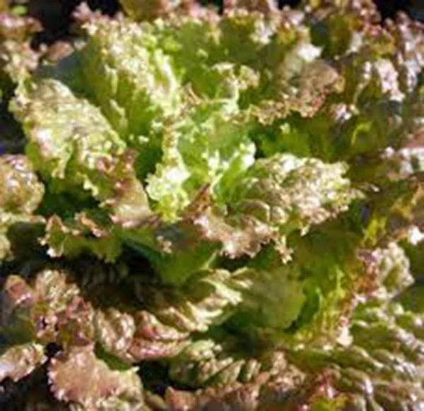 Red Romaine Lettuce Seeds, Heirloom Non-GMO, 50+ Seeds, Lactuca sativa for Garden Planting, Crunchy Dark Red Leaves