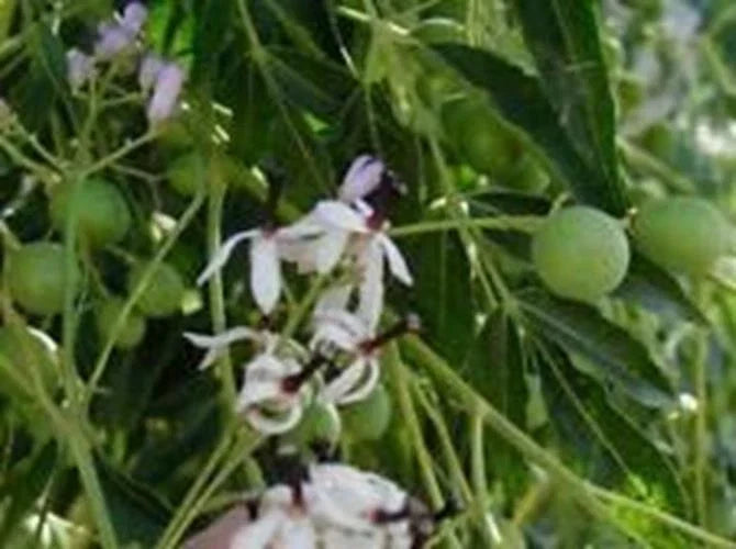 Melia Azedarach Seeds | Chinaberry Tree | 10 Pack | Fragrant Flowers | Drought Tolerant | Cape Lilac Seeds