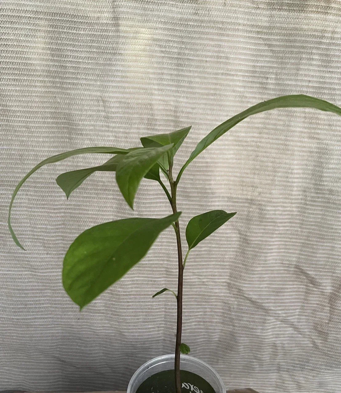 Avocado Tree Live Plant 12" - Persea americana - Indoor/Outdoor Garden Essential - Easy Care Greenery