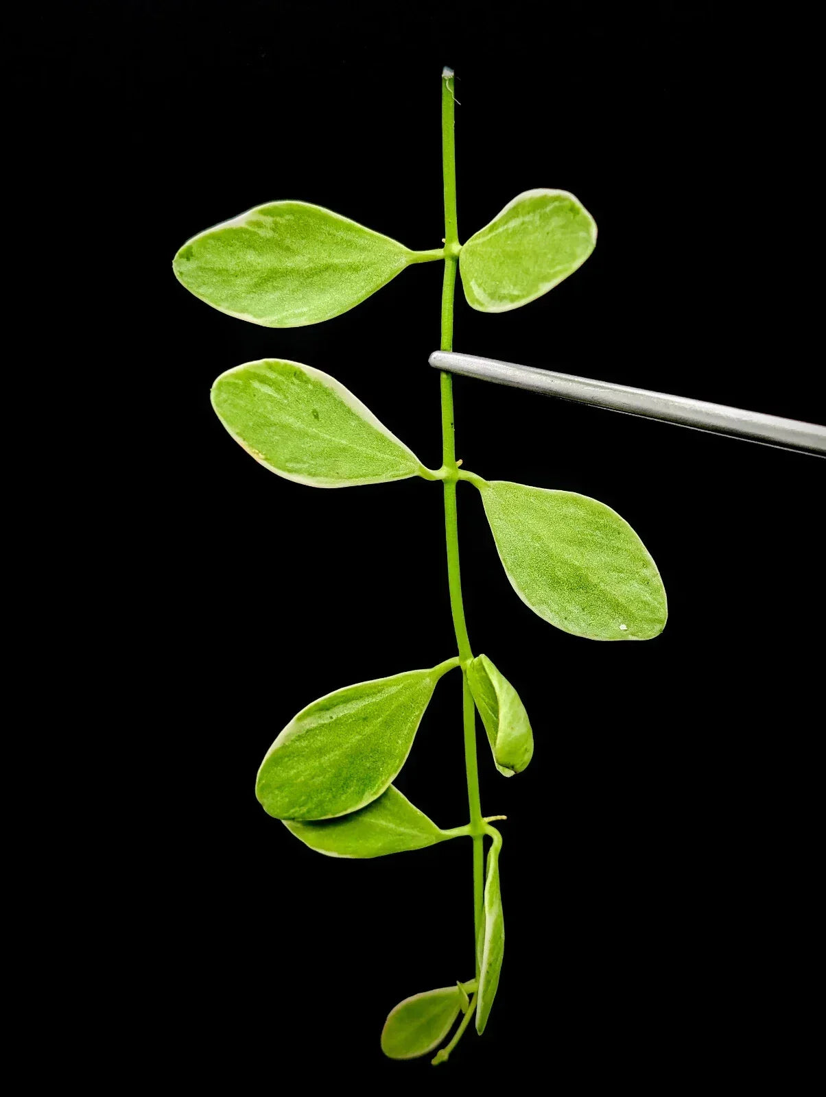 Dischidia Oiantha Variegata Cutting - Rare Variegated Houseplant for Propagation - Air-Purifying Trailing Plant