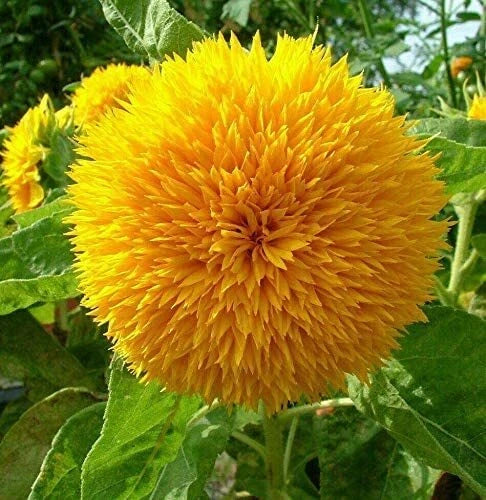 RattleFree Sunflower Seeds 50 Count | Teddy Bear Heirloom Non-GMO | Helianthus annuus | Bright Yellow Blooms