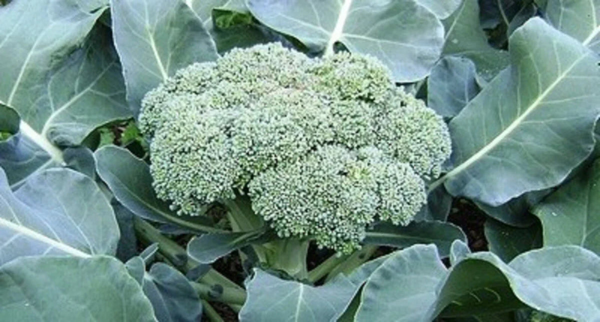 Calabrese Broccoli Seeds - 300+ Non-GMO Green Sprouting - Brassica oleracea var. italica - Home Gardening Essential