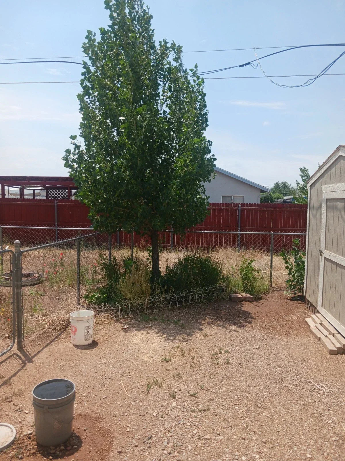Hybrid Poplar Live Tree Cuttings - 12 Cottonless Cottonwood - Populus deltoides - Fast-Growing Privacy Trees for Landscaping