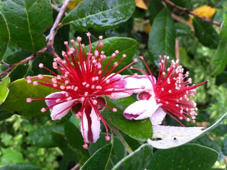 Fresh Pineapple Guava Tree Cuttings - 4 Planting Cuttings - Feijoa sellowiana - Ideal for Home Gardens and Landscaping