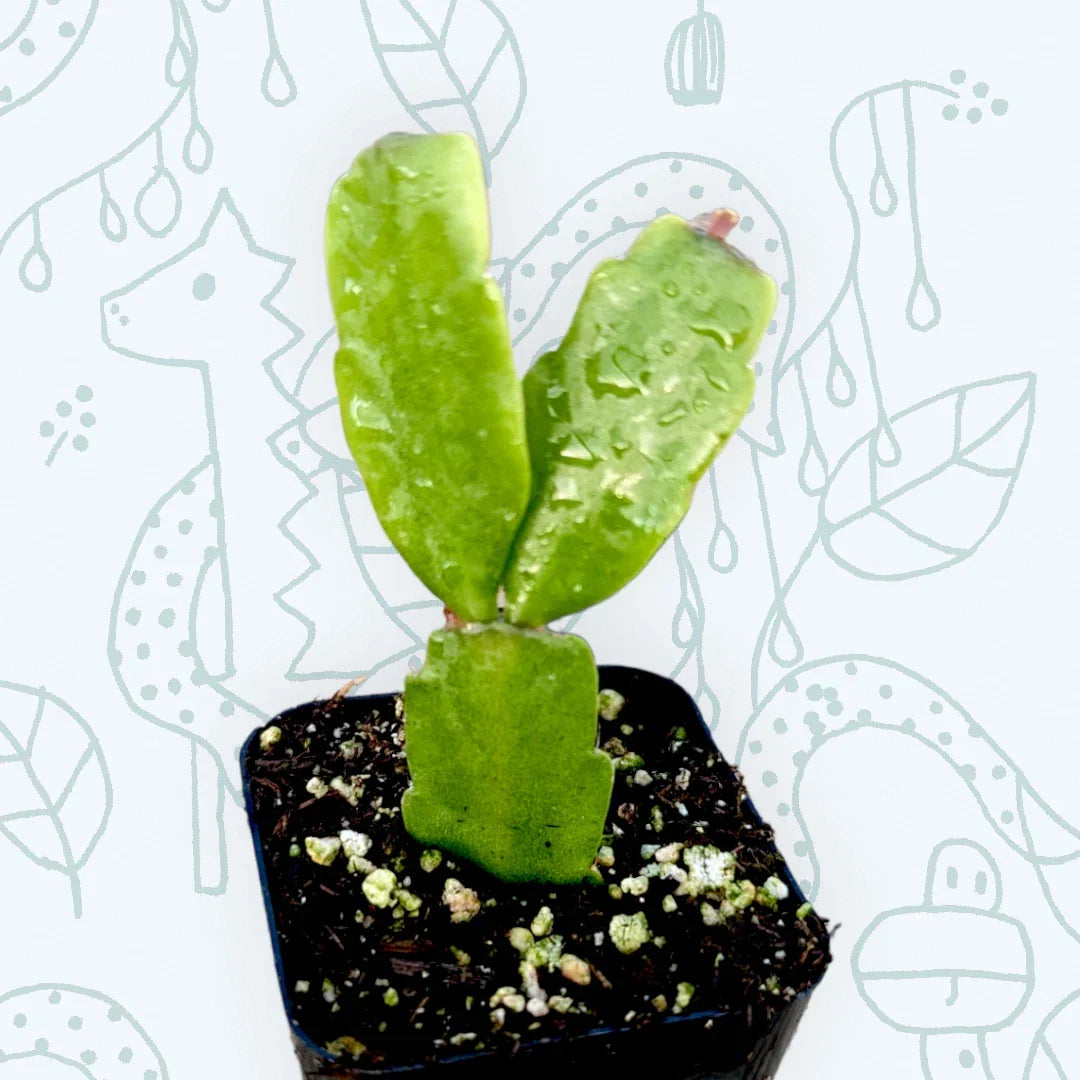 Christmas Cactus Plant 2 Inch Potted Schlumbergera x buckleyi Indoor Succulent with Colorful Blooms