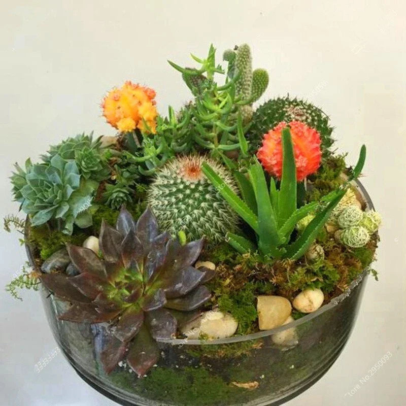 Mixed Rare Stone Cactus Seeds Pack, 100pcs Unique Succulent Varieties, Various Species for Planting