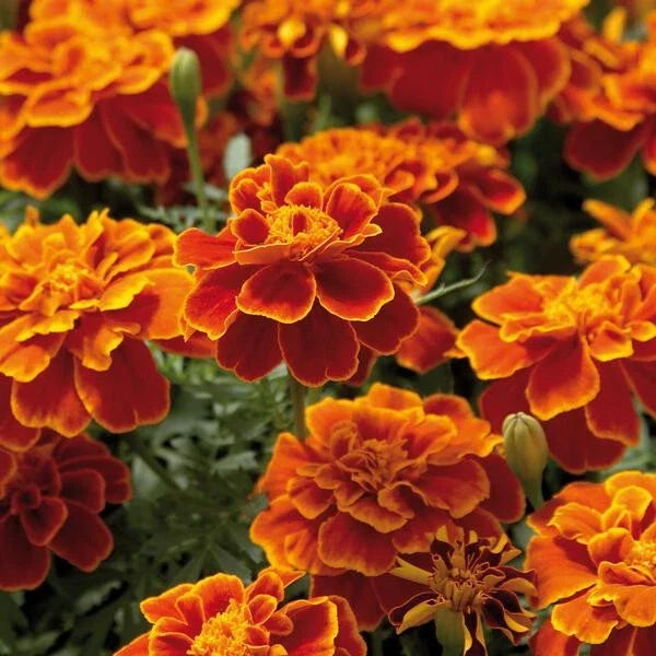25+ Safari Scarlet Marigold Seeds - Tagetes erecta - USA Grown - Vibrant Orange-Red Blooms for Garden Planting