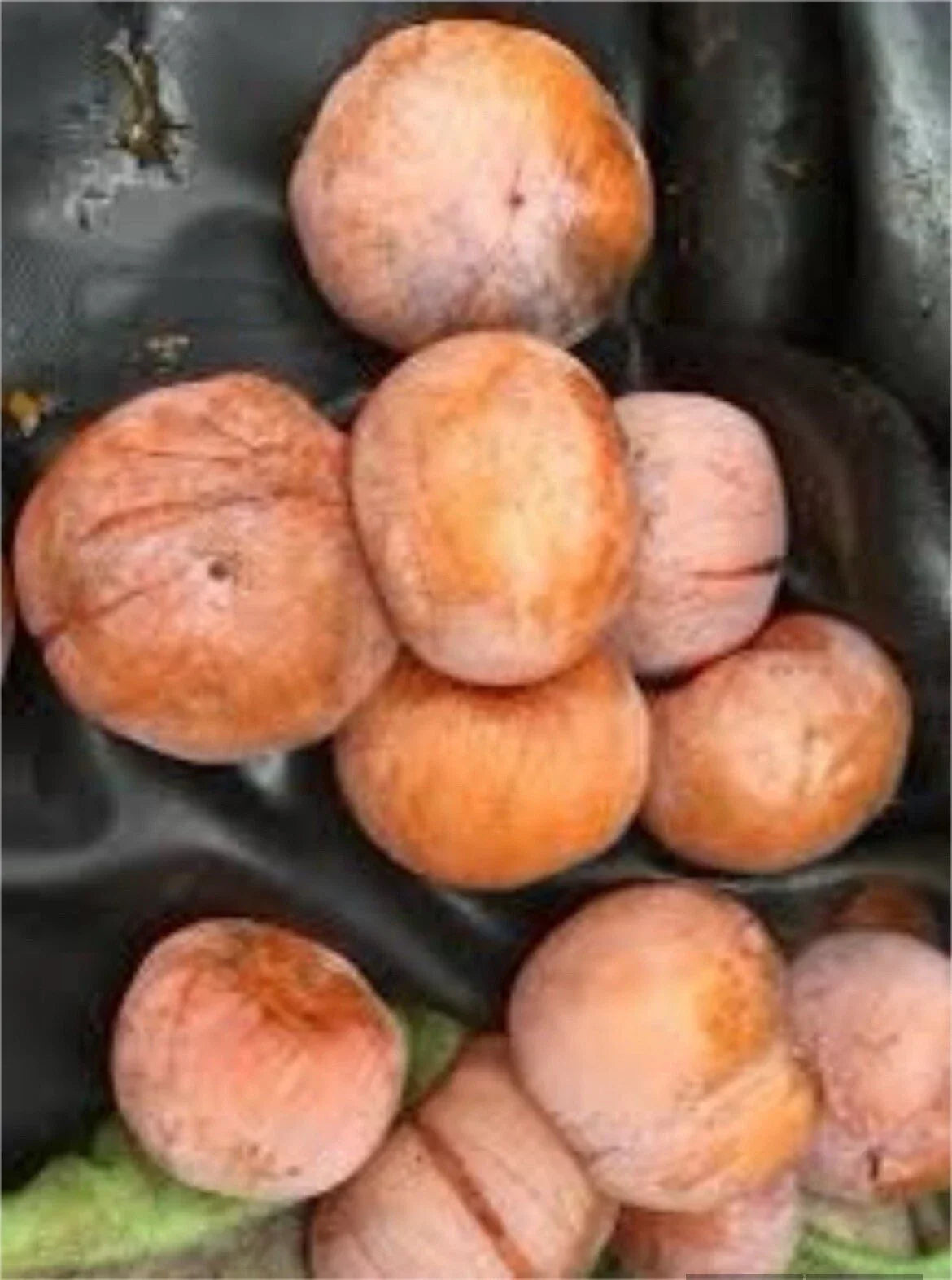 American Persimmon Grafted Plant - 1 Year Old Bare Root - Diospyros virginiana - Sweet Fruit Tree for Home Gardens