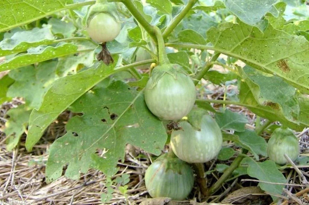 Thai Eggplant Seeds 200 Heirloom "Petch Siam" Green Variety Solanum melongena for Authentic Thai Cuisine Gardening