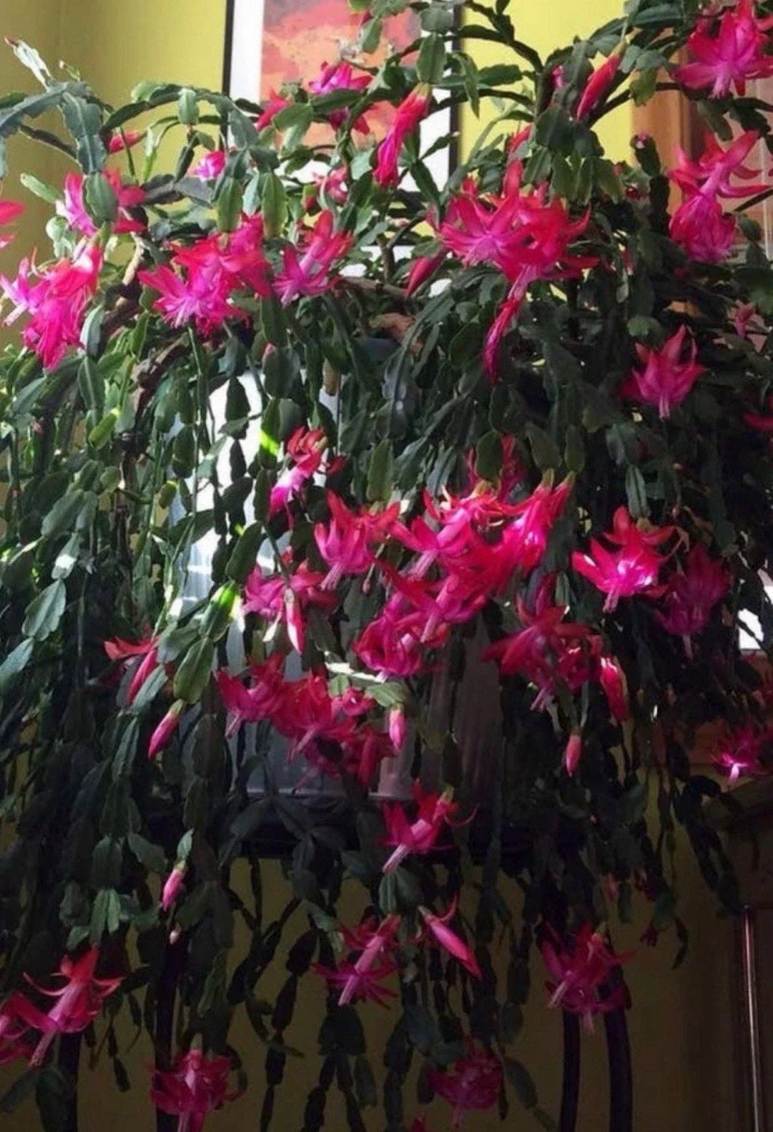 Christmas Cactus Starter Plant 4-Inch Old Fashioned Pink Schlumbergera truncata - Indoor Houseplant for Home Decor