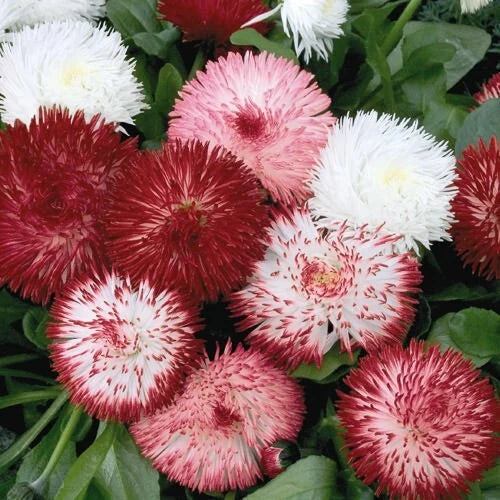 Red & White English Daisy Seeds - 200+ Count - Bellis perennis - Garden Planting - Non-GMO - USA