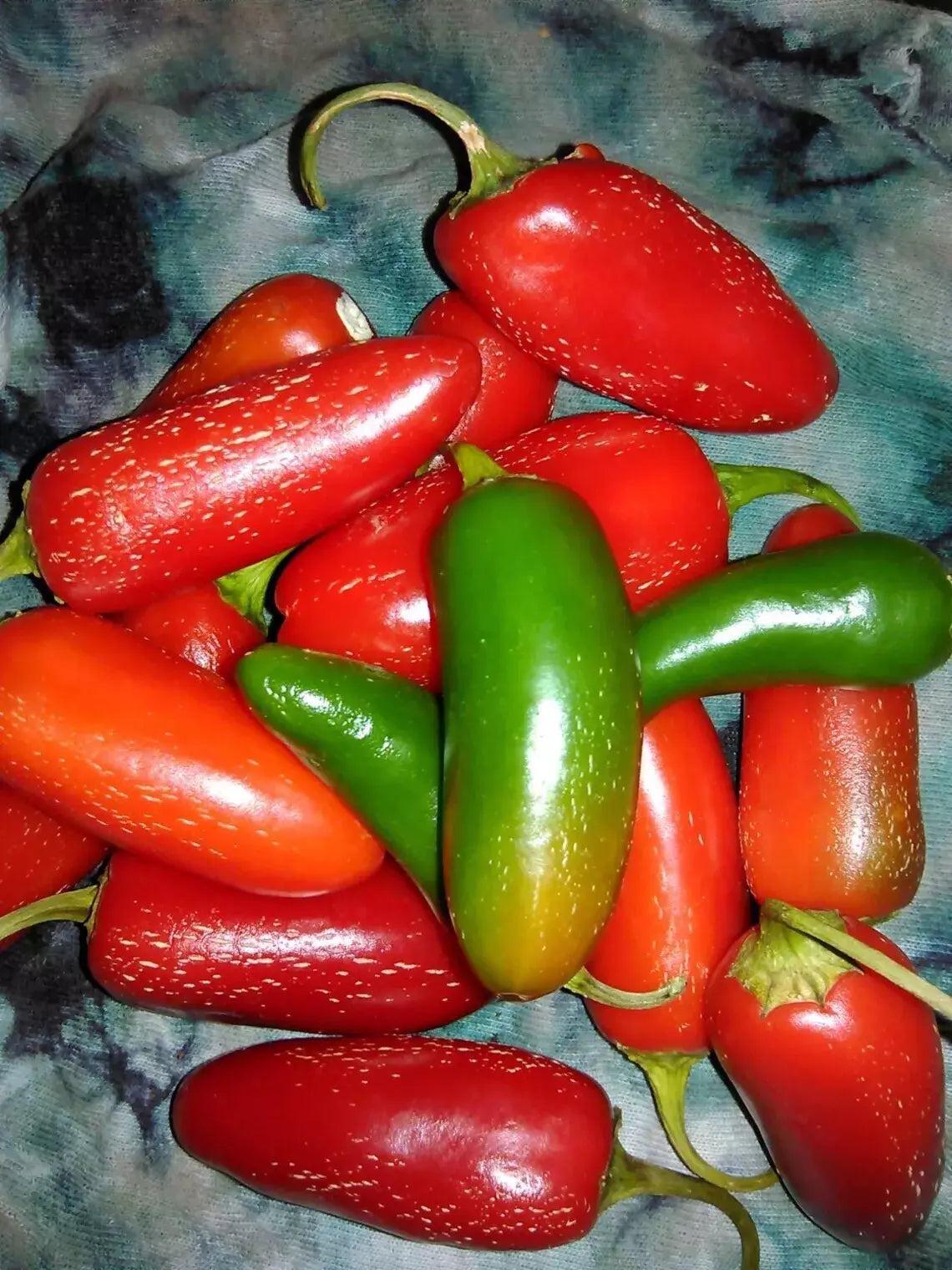 Jalapeno Pepper Seeds - 25+ Organic Heirloom - Capsicum annuum - Non-GMO for Home Garden - Medium to Hot Peppers