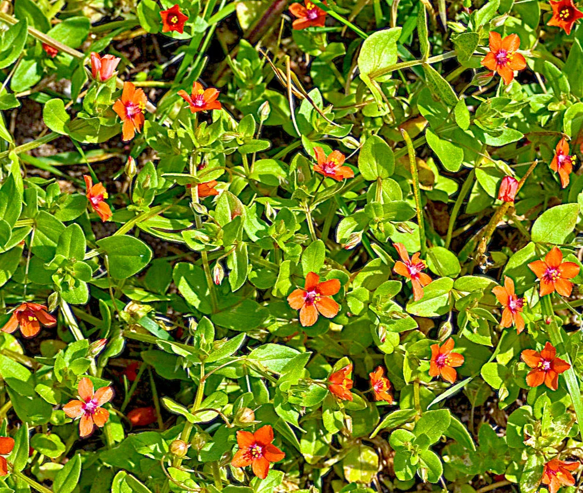Scarlet Pimpernel Herb Seeds - 100+ Count, Anagallis arvensis, Vibrant Red Blooms for Garden Planting