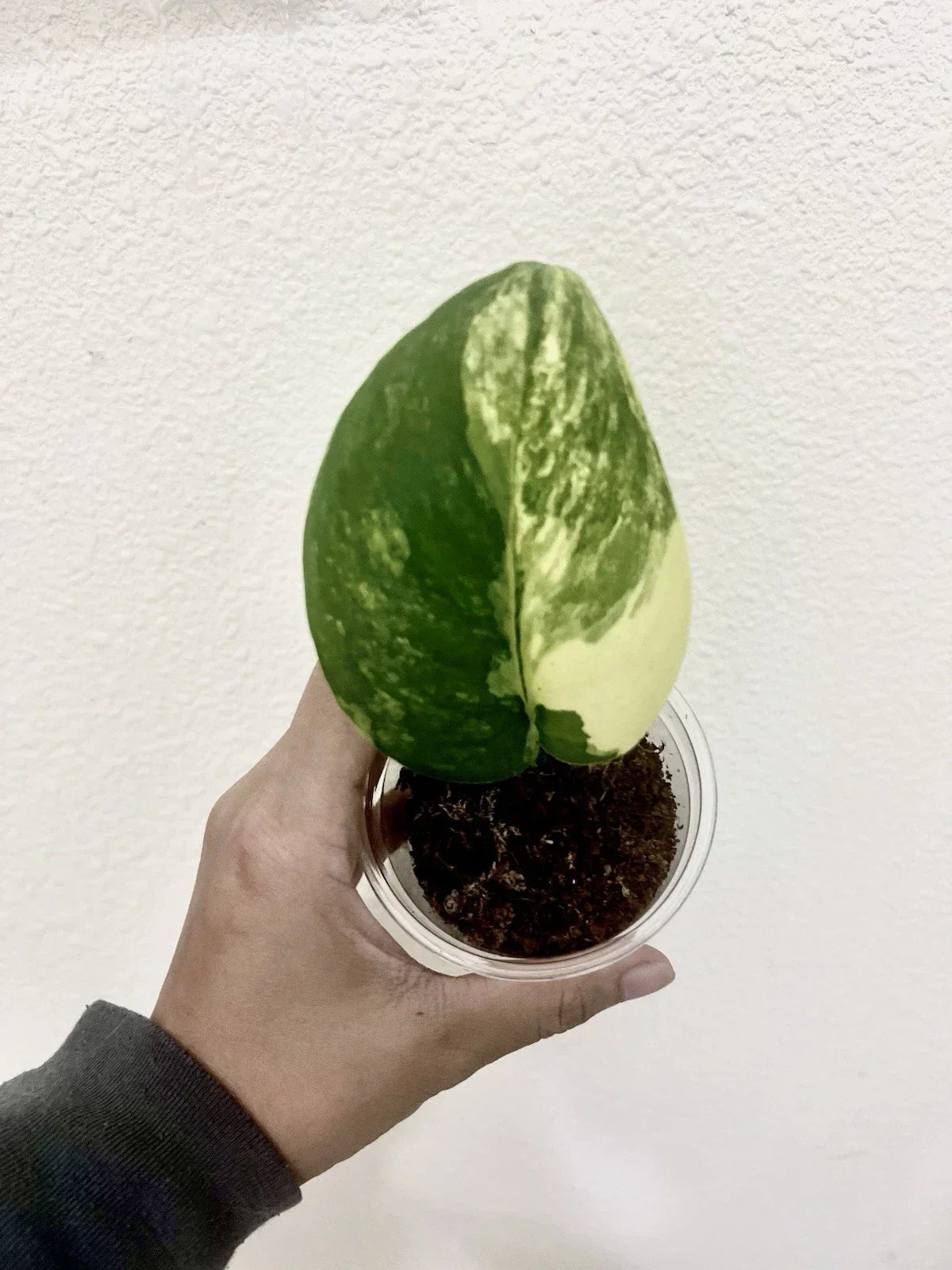 Variegated Scindapsus Jade Satin Aurea Plant - Rooted with Multiple Nodes - Scindapsus pictus 'Aurea' - Indoor Houseplant