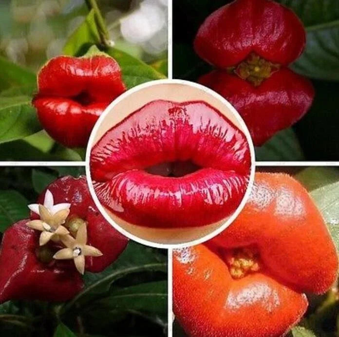 50pcs Sexy Red Lip Flower Seeds - Psychotria Elata - Unique Garden Plant for Home & Park Gardening