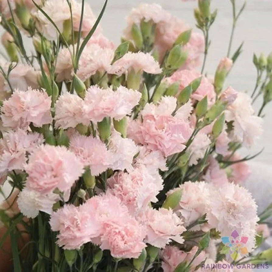 Garden Pink Carnation Seeds - 200+ Pack - Dianthus caryophyllus - Non-GMO, Easy to Grow, Vibrant Blooms for Garden