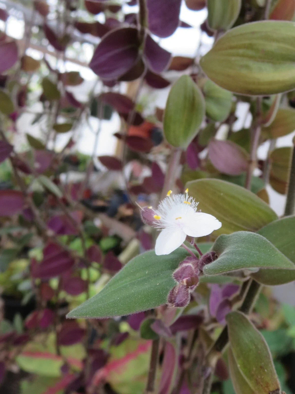 Unrooted Cuttings - 10 Baby Bunny Bellies Tradescantia - Wandering Jew Plant - Easy Care Indoor Plant - Tradescantia fluminensis