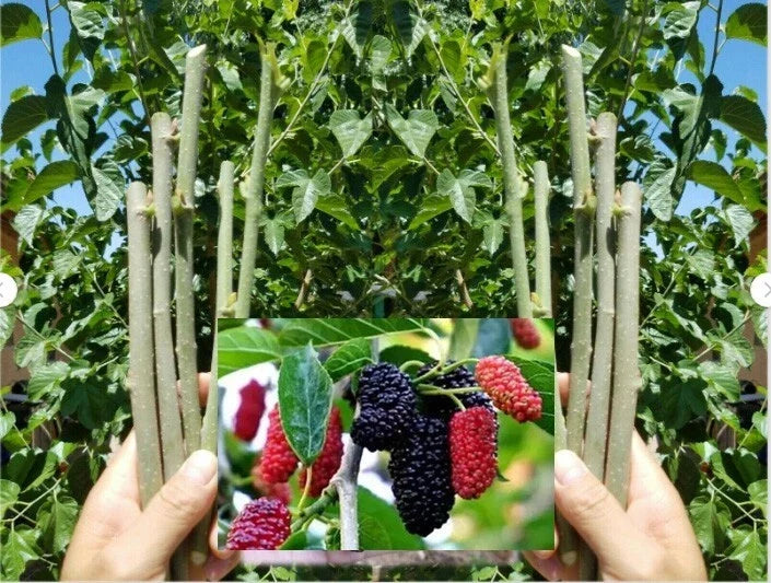 Dwarf Thai Mulberry Cuttings - 10 Organic Fresh Rooting Cuttings - Morus alba var. Thai - Perfect for Gardeners and Grafting
