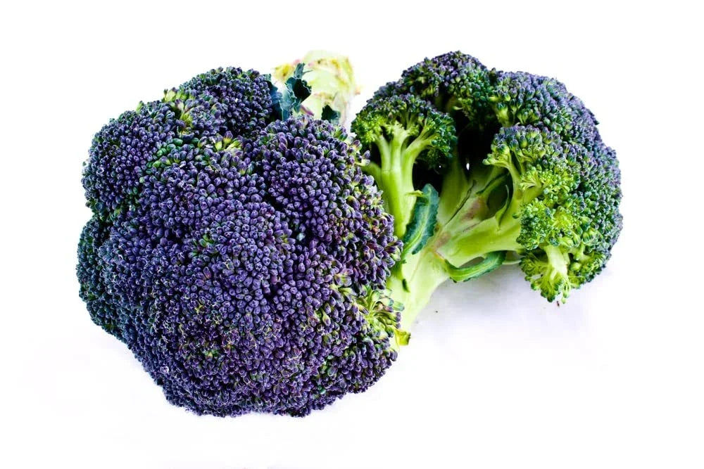 Burgundy Broccoli Seeds (25 Seeds) - Brassica oleracea var. italica - Unique Color for Home Gardening