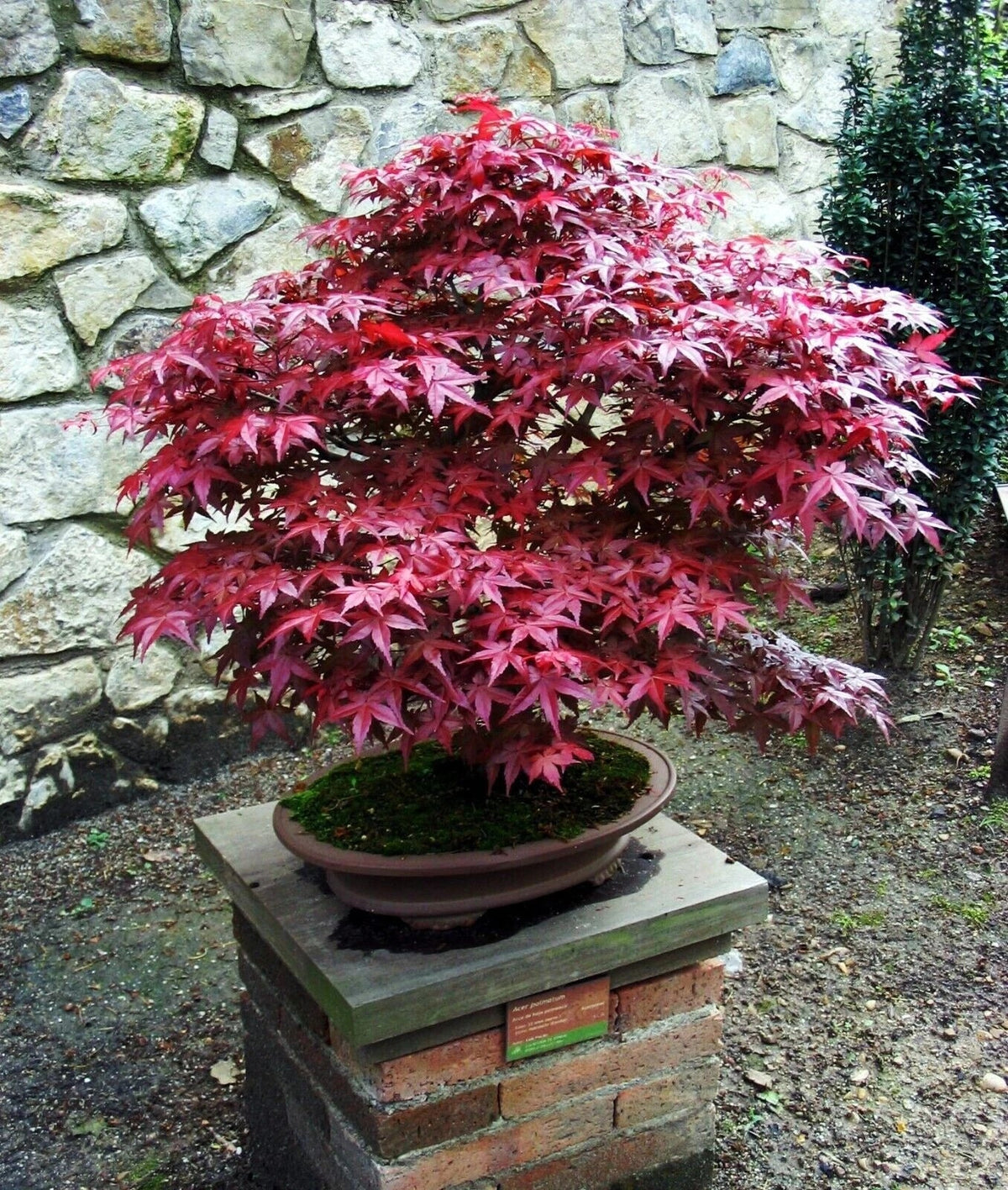 Bloodgood Maple Tree Live Plant 4" Japanese Red/Green Acer palmatum 'Bloodgood' - Well-Rooted, Easy to Grow for Gardens