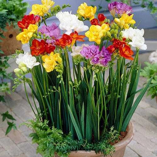 Freesia Seeds Packet of 40 - Colorful Perennial Flowers - Fragrant Blooms - Freesia refracta - 2025 Crop