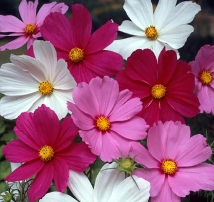 Cosmos Flower Seeds 100+ Pack Sensation Mix White Red Purple Cosmos bipinnatus