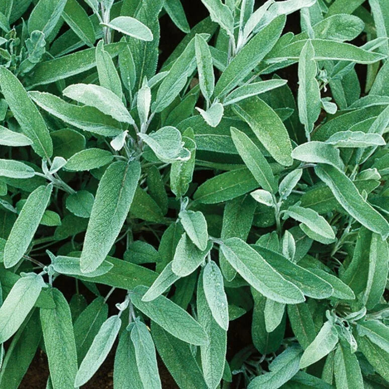 Fresh Sage Herb Seeds - 5 Pack - Salvia officinalis - Non-GMO Culinary Herb for Indoor/Outdoor Gardening
