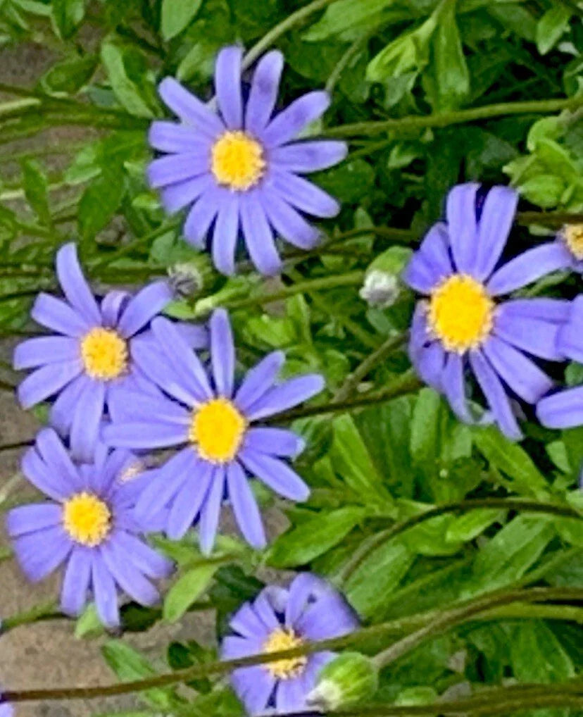 Blue Daisy Seeds - 200+ Count - Vibrant Blue Flowers - Felicia - Easy Care Flower Seeds for Garden, USA Shipping