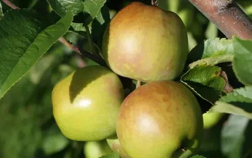 Newtown Pippin Apple Seeds - 25 Non-GMO Heirloom Seeds - Malus domestica - Ideal for Home Gardens and Orchards
