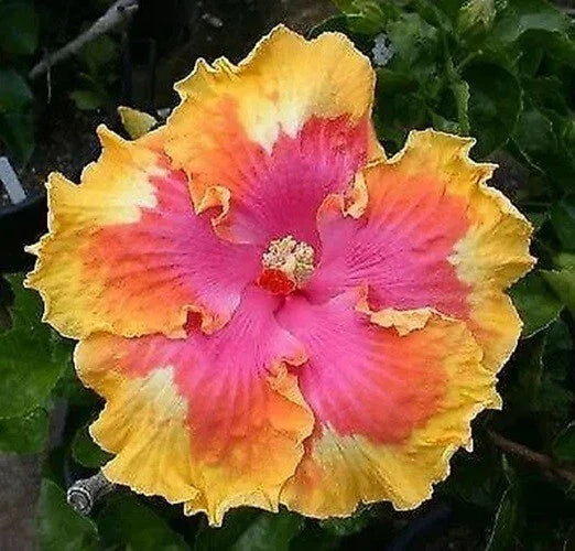 Hibiscus Seeds - 20 Perennial Pink Yellow Orange Flower Seeds - Hibiscus rosa-sinensis for Vibrant Garden Blooms