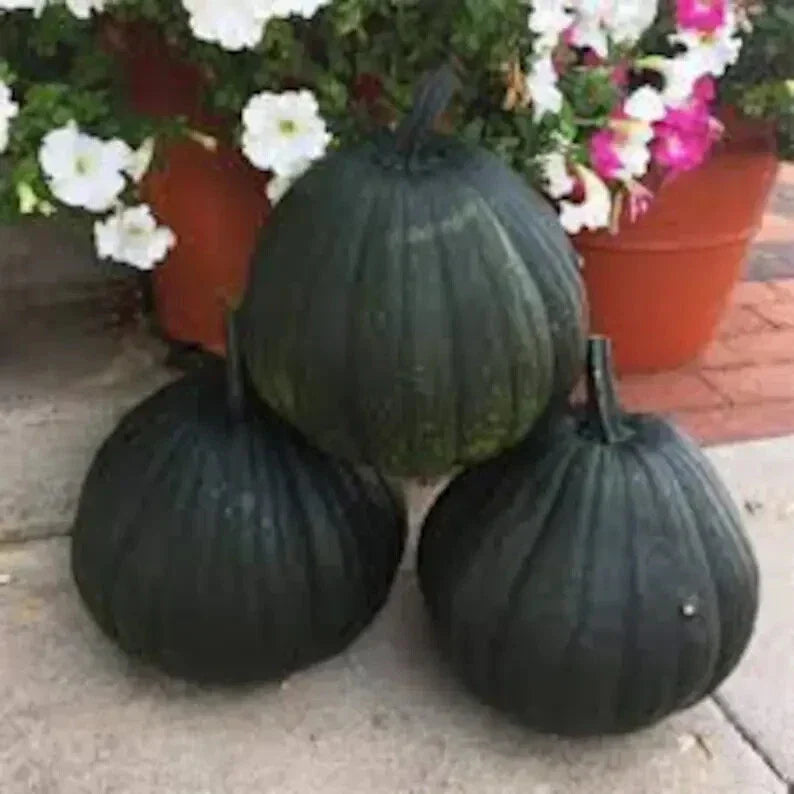 Dark Night Pumpkin Seeds - 10 Organic Seeds - Cucurbita pepo - USA Grown, Non-GMO