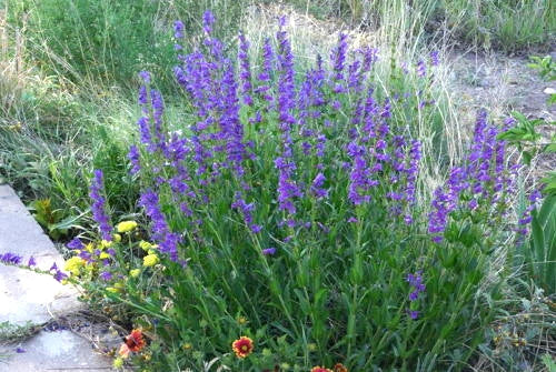 Penstemon Seeds 275 Count - Perennial Blue Flowers - Penstemon spp. - Vibrant Rocky Mountain Blooms for Gardeners