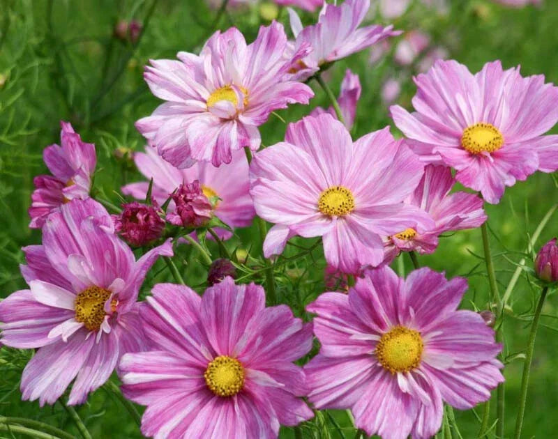 Rosetta Cosmos Seeds - 200+ Pack - Pink & White Flowers - Cosmos bipinnatus - Easy to Grow, Attracts Pollinators