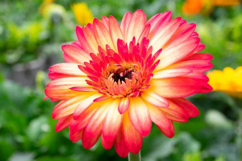Yellow & Red Gerbera Daisy Seeds - 200+ Premium Seeds - Gerbera jamesonii - Perfect for Garden Planting - USA
