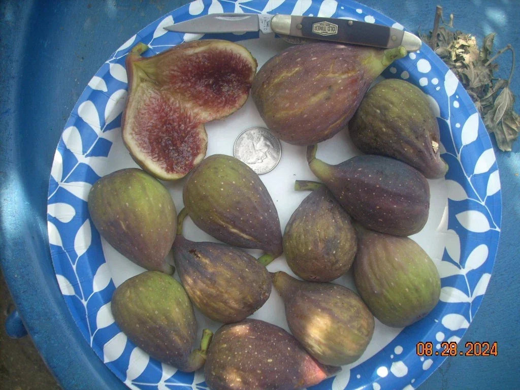 Longue D'Aout Fig Tree Cuttings Set, 5 Pcs, Ficus carica, Large Sweet Fruits, Ideal for Home Gardens and Containers