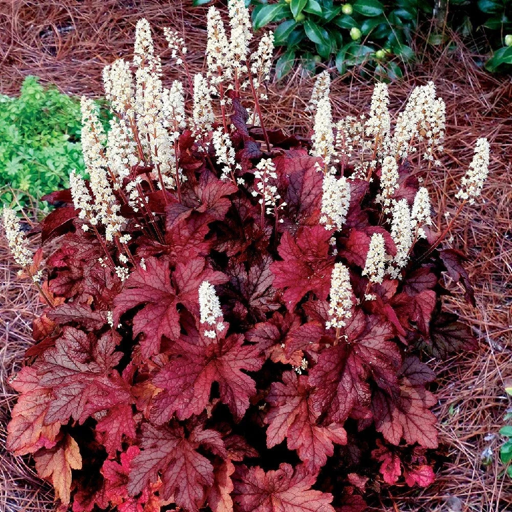 Heucherella 'Red Rover' Coral Bells Bare Root Live Perennial Plant - Coppery Red Foliage, Hardy Zones 4-9