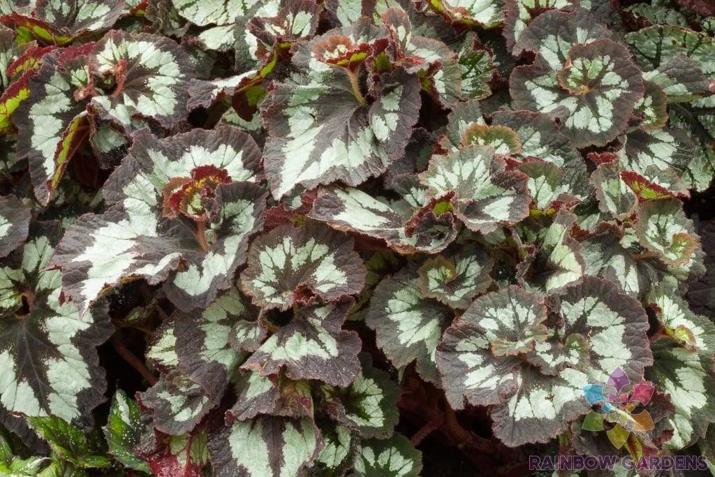 China Curl Begonia Seeds - 25+ Premium Seeds for Garden Planting - Begonia x tuberhybrida - Ideal for USA Gardens