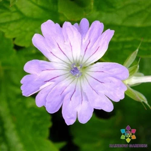 Hexham Lace Geranium Seeds - 25+ Pack - Geranium 'Hexham Lace' - Vibrant Garden Color