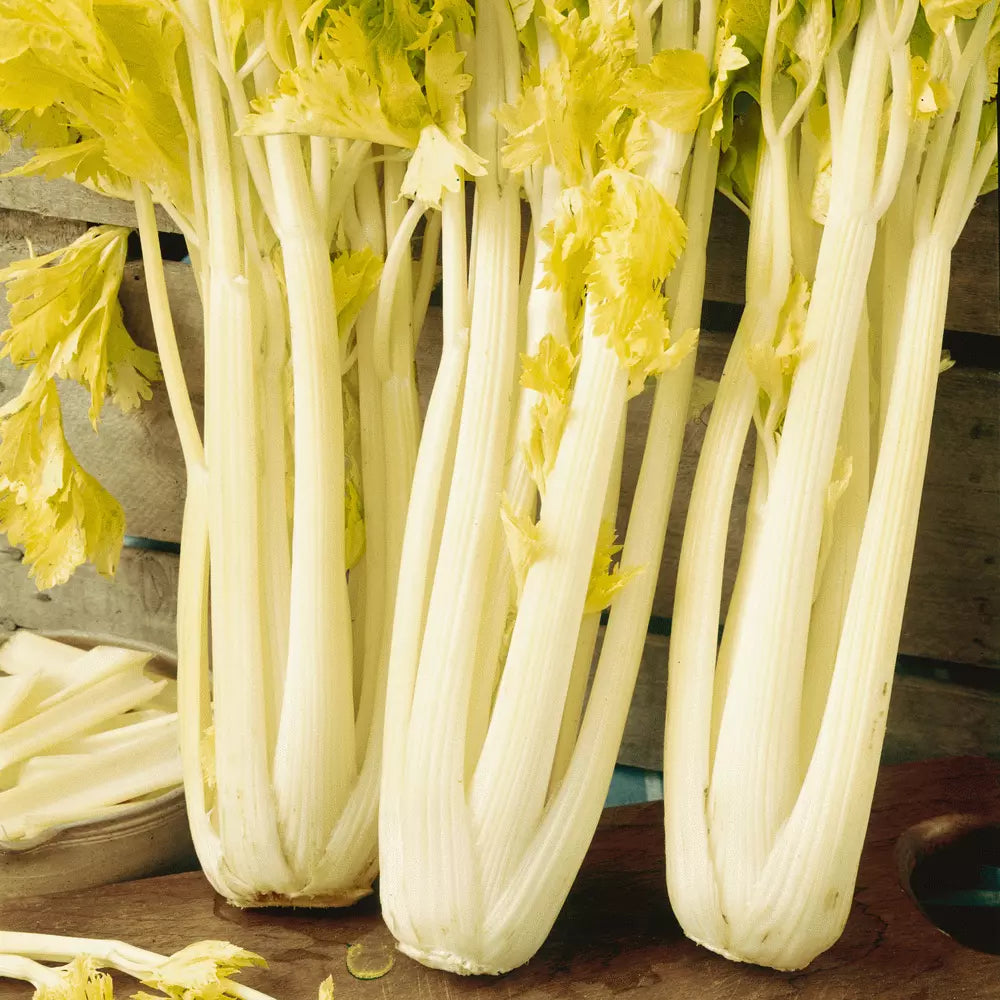 Golden Pascal Celery Seeds, Stringless Variety, NON-GMO Heirloom, Apium graveolens 'Golden Pascal' - Winter King Adaptability