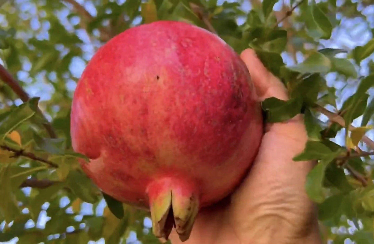 Organic Pomegranate Unrooted Cuttings - 6 Fresh Cuttings, Salavatski, Edible Fruit, Punica granatum 'Salavatski'