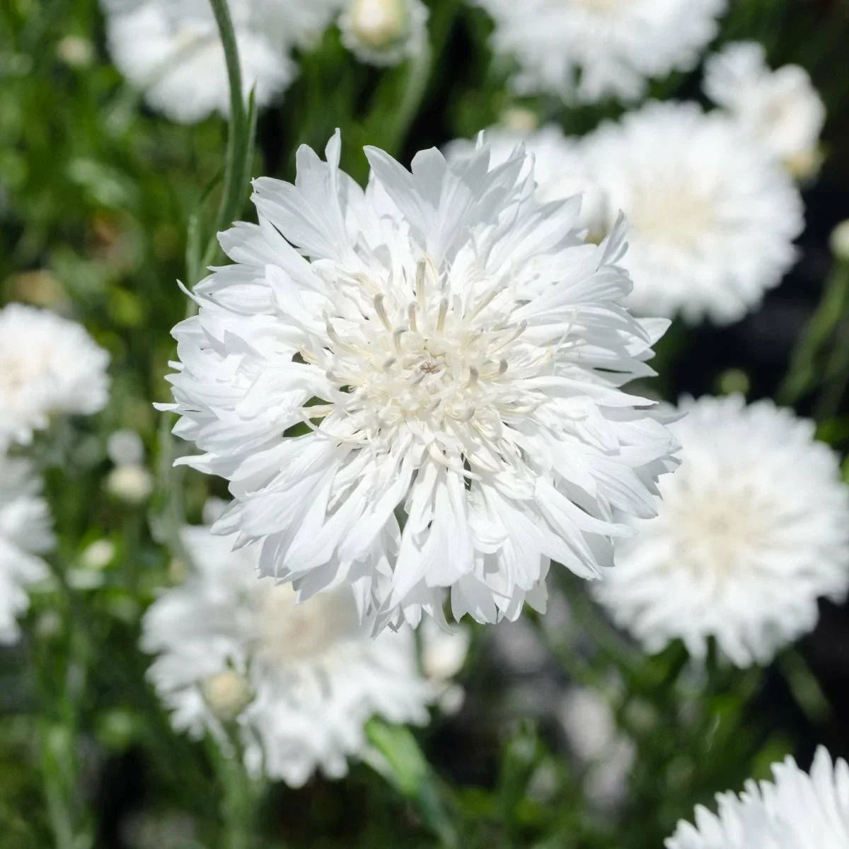 Bachelor Button Seeds - 200+ Tall White Flower Seeds - Centaurea cyanus - Easy to Grow - USA Seller, Free Shipping