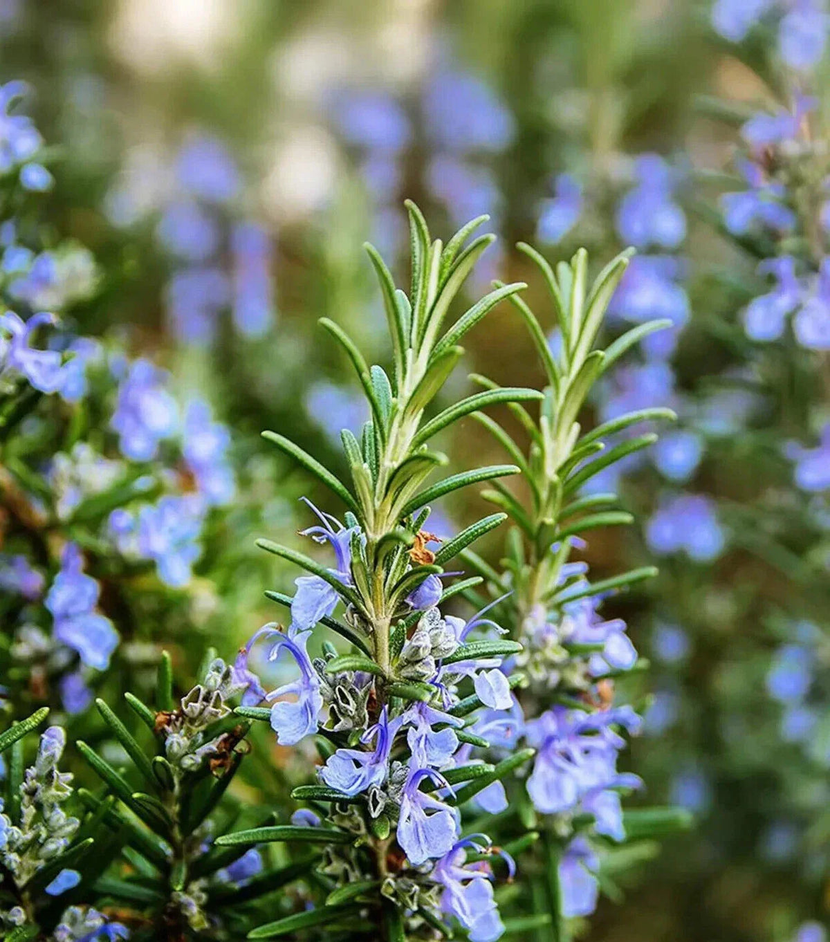 Rosemary Seeds - 50 Seeds | Culinary Herb | Salvia rosmarinus | Perennial Container Gardening | USA Seller