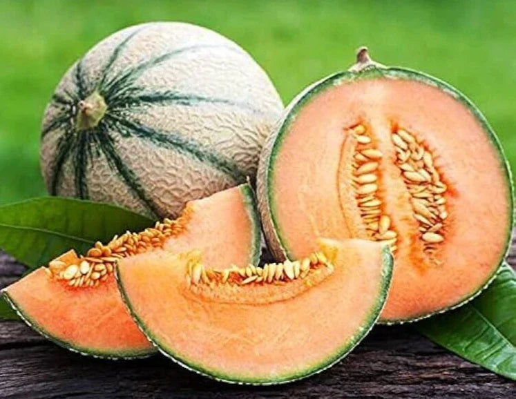 Charentais Melon Seeds - 20 Premium Non-GMO Sweet Seeds - Cucumis melo - Easy to Grow for Home Gardens